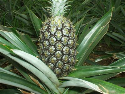 Ananas på Azorerna